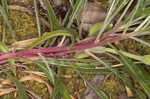 Bigfruit evening primrose